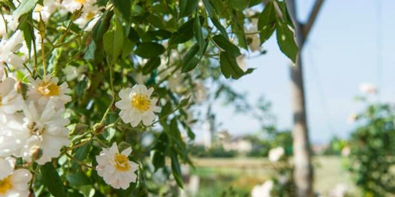Der "Giardino della Rosa" in Ronzone