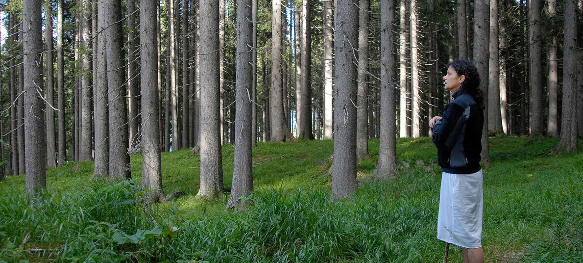 Die Wälder des trentino. Eintauchen ins Wohlbefinden