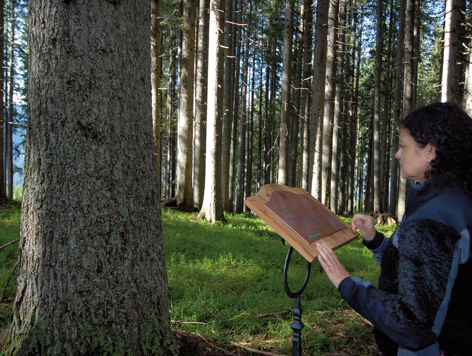 Il “Bosco che suona” Natura Percorsi nella natura Trentino