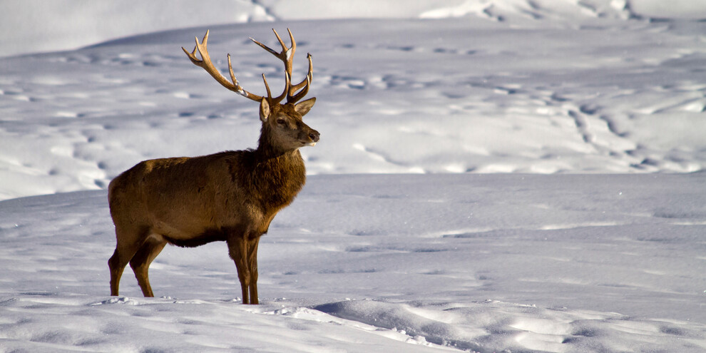 Natura - Un cervo maschio su una distesa di neve