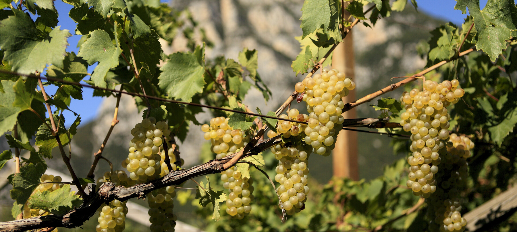 Foto di vigneti e uva in Val di Cembra in periodo autunnale