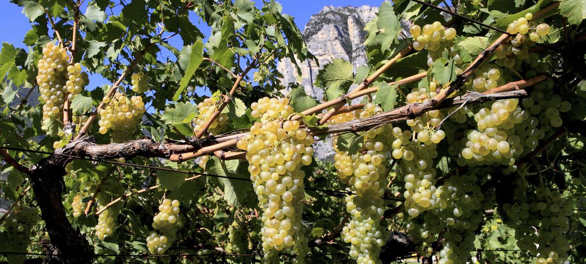 Vino Santo – специальное вино из Трентино, Италия 