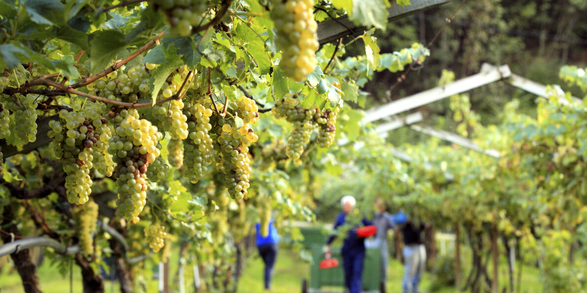 Viti - Vigneti - Vendemmia - Grappoli di Uva Nosiola