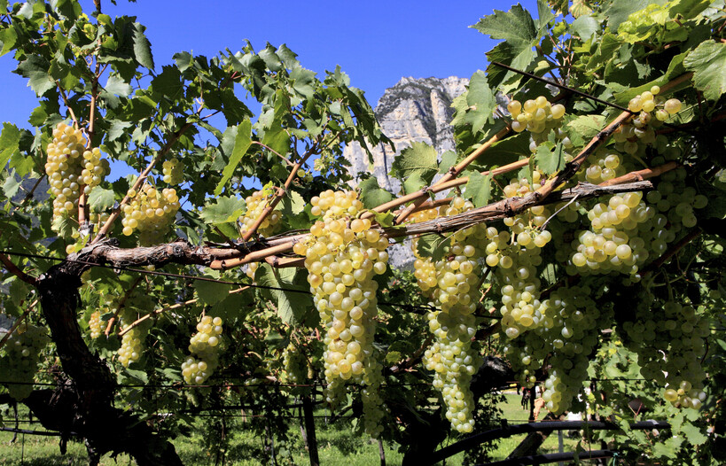 Entdecken Sie alle Weine des Trentino!