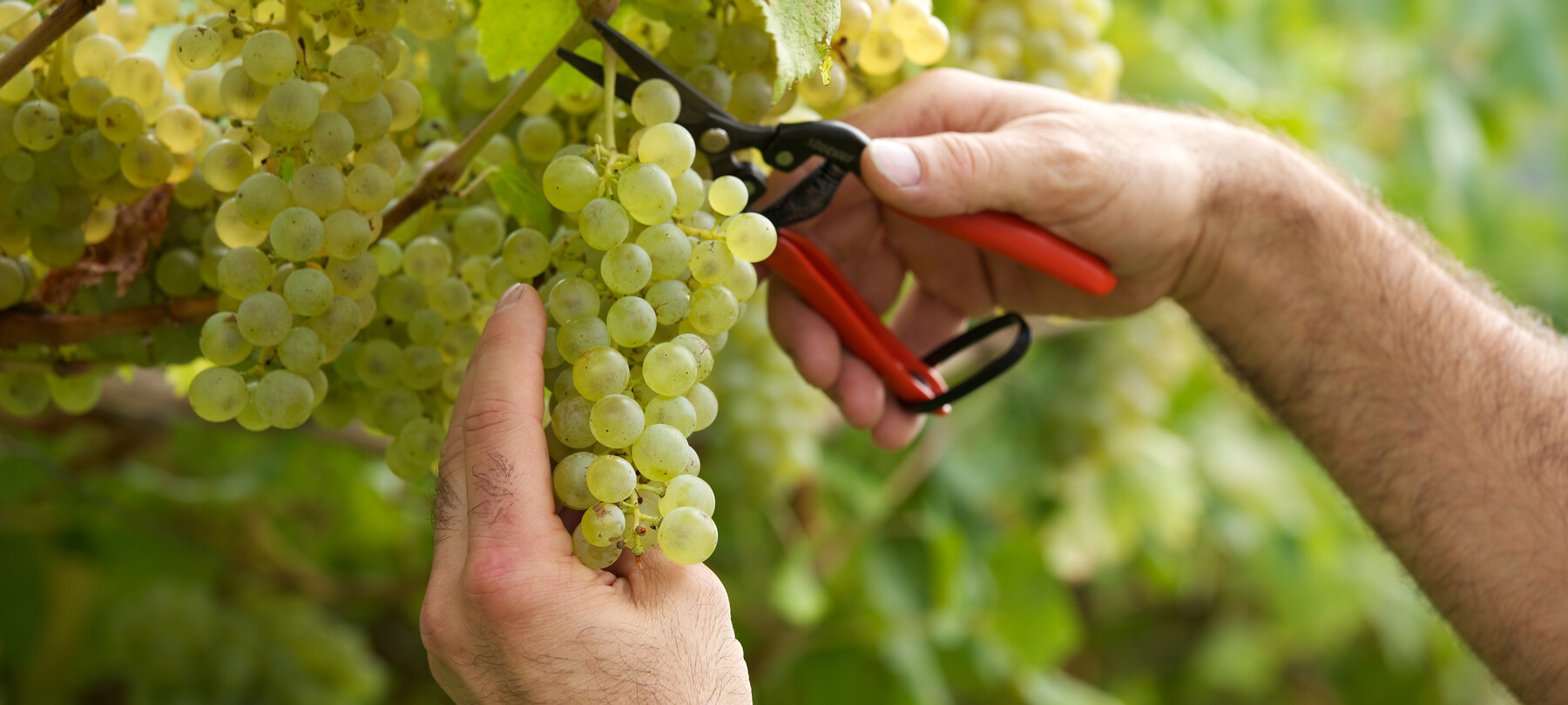 Der Anbau resistenter Weinreben im Trentino