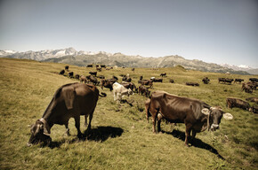 Val Rendena - Dolomiti di Brenta - Mucche al pascolo a Camp Centener