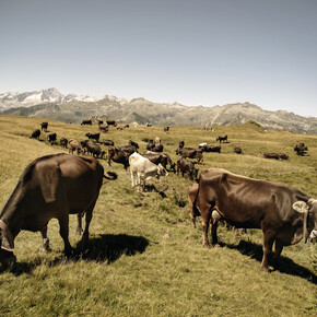 Val Rendena - Dolomiti di Brenta - Mucche al pascolo a Camp Centener