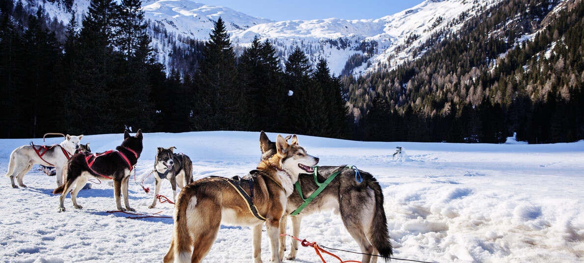 Sleddog: dobrodružná jízda na saních se psím spřežením v Trentinu  #3