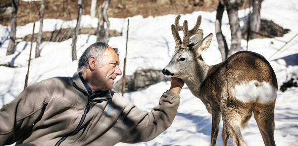 Val di Sole, Pejo, Rabbi - Guardia parco con capriolo
