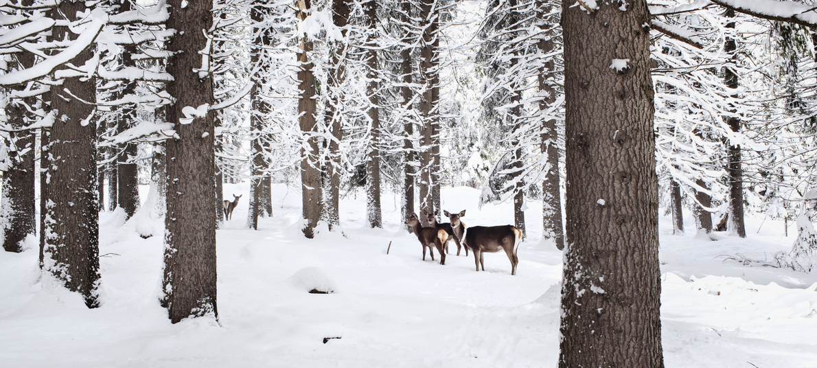 Val di Fiemme - Paneveggio Forest - Deer in the snowy forest