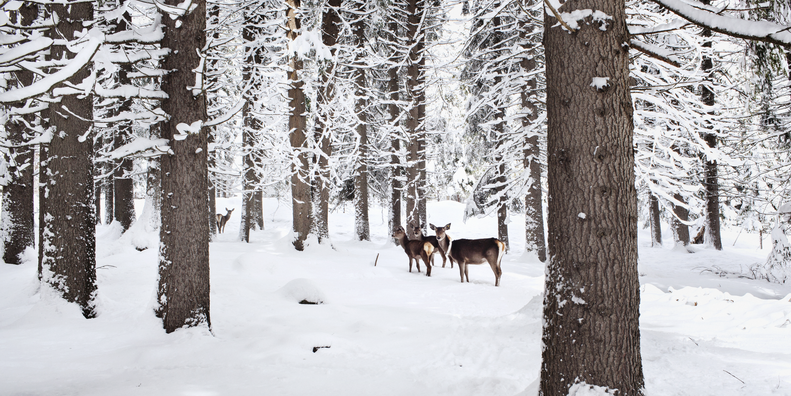 Val di Fiemme - Paneveggio Forest - Deer in the snowy forest