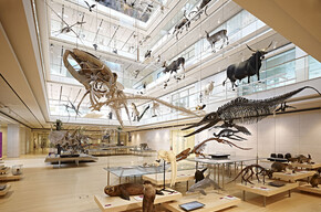 Обязательно следует посетить известный Музей науки MUSE