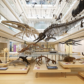 Trentino - Trento - Museum der Naturwissenschaften