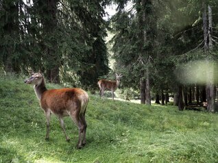 Val di Fiemme - Parco Naturale Paneveggio Pale di San Martino
