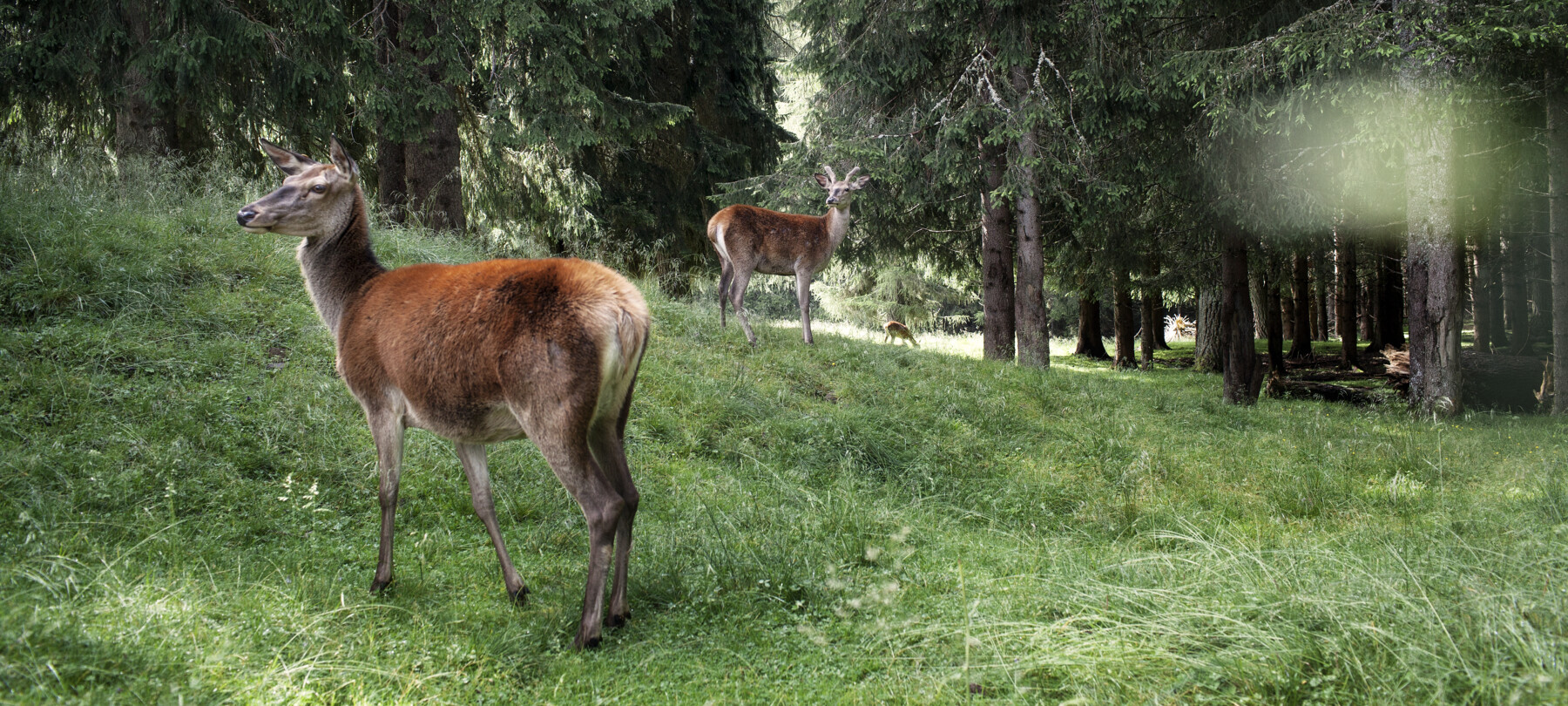 Parks und Schutzgebiete in den Dolomiten