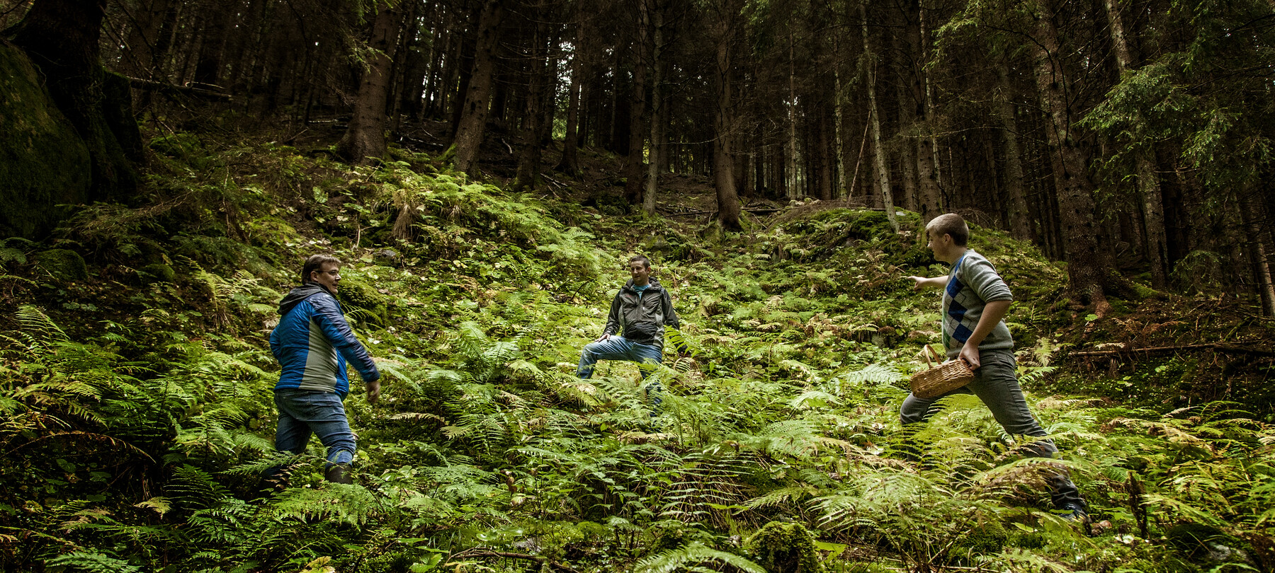 The gins of Trentino