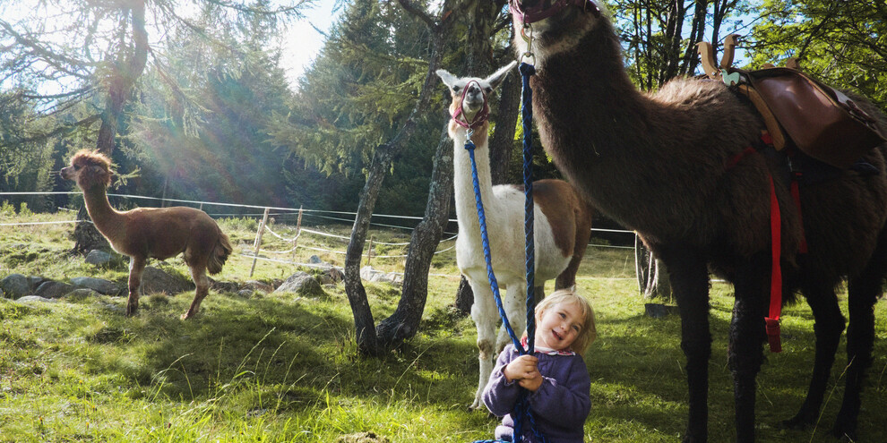 Sluit vriendschap met lama's en alpaca's   