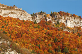 Vallarsa - Colori del bosco in autunno