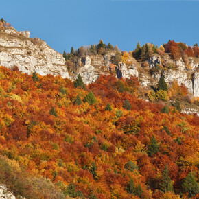 Vallarsa - Colori del bosco in autunno