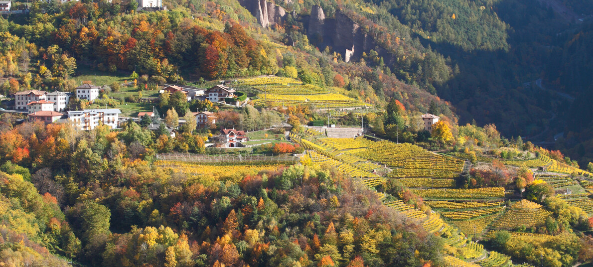 Valle di Cembra - Vigneti nei pressi di Castel Piazzo