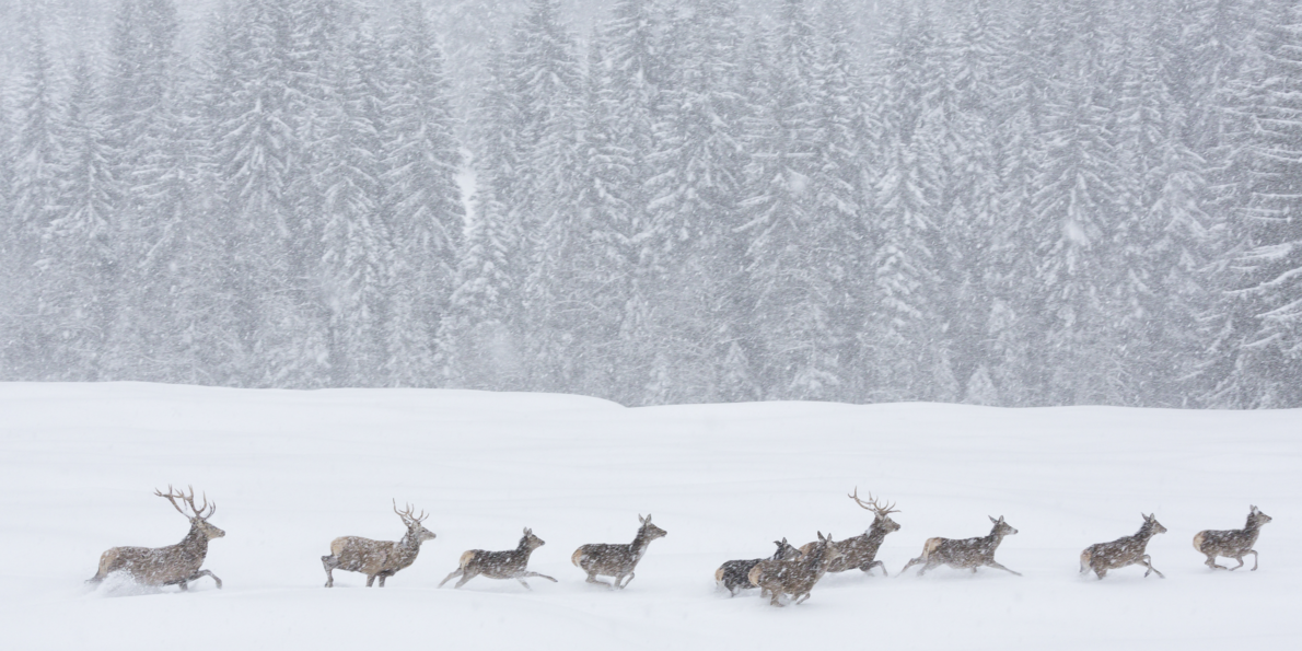 Animali selvatici durante una tempesta di neve nei parchi naturali del Trentino