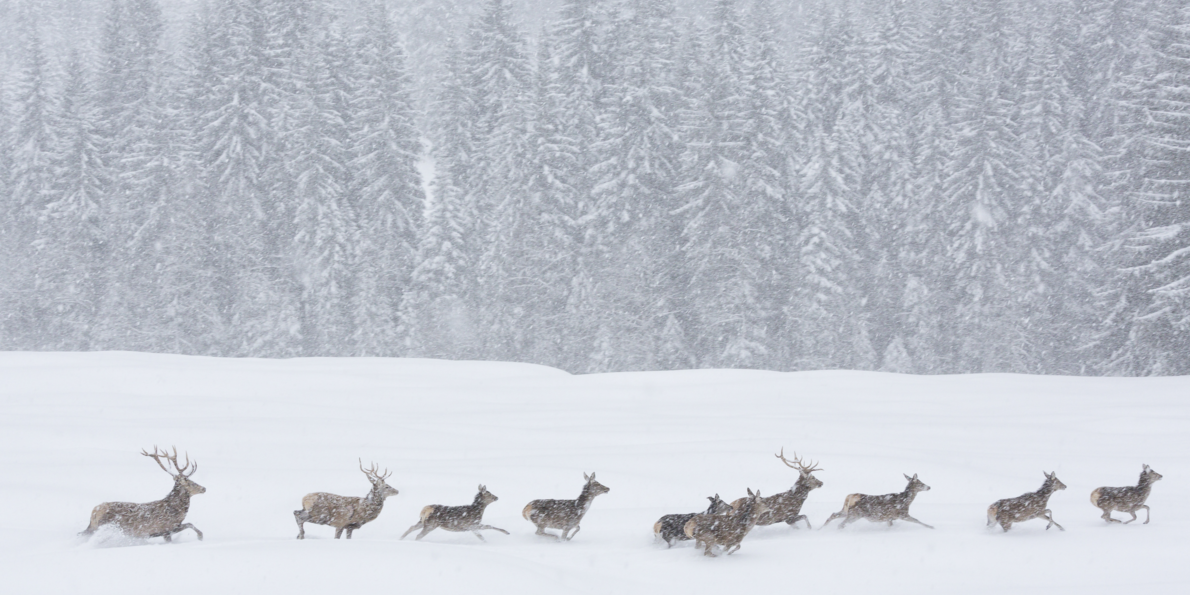 Wilde Tiere während eines Schneesturms in den Naturparks des Trentino