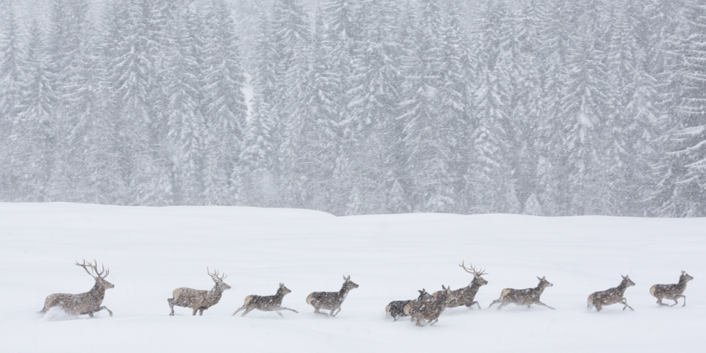 Wilde Tiere während eines Schneesturms in den Naturparks des Trentino