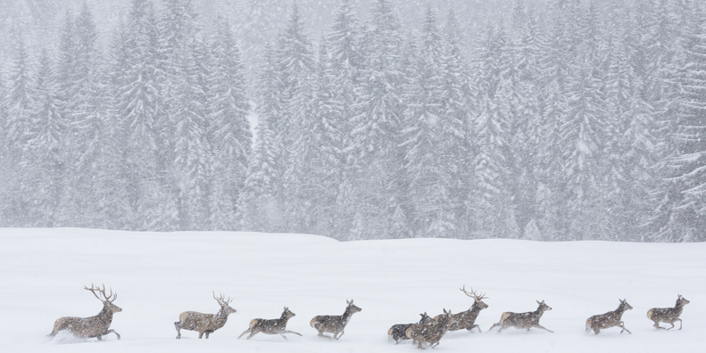 Wild animals during a snowstorm in the natural parks of Trentino