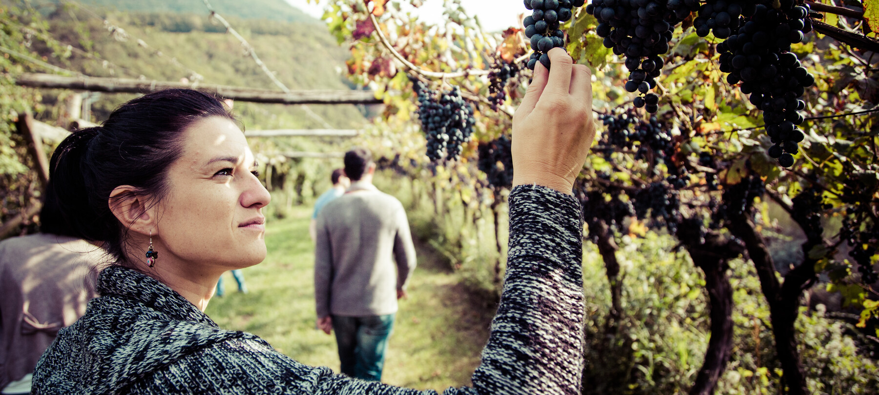 Weine des Trentino, Spumante und Grappa