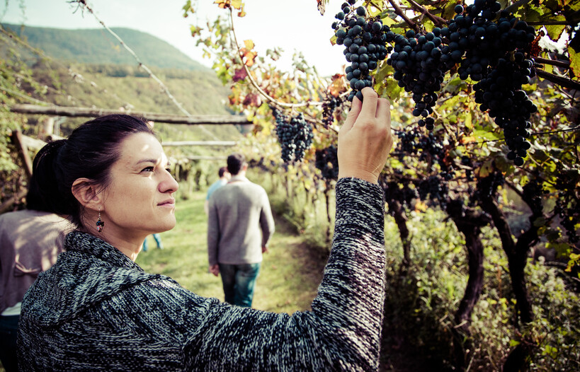 Discover all of Trentino’s wines!
