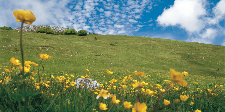 Monte Bondone, fioritura alle Viotte