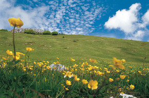 Monte Bondone, fioritura alle Viotte
