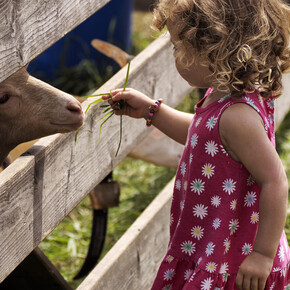 Val di Non - Romeno - Bambina con capra
