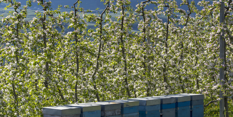 Val di Non - Arnie vicino ai meleti in fiore