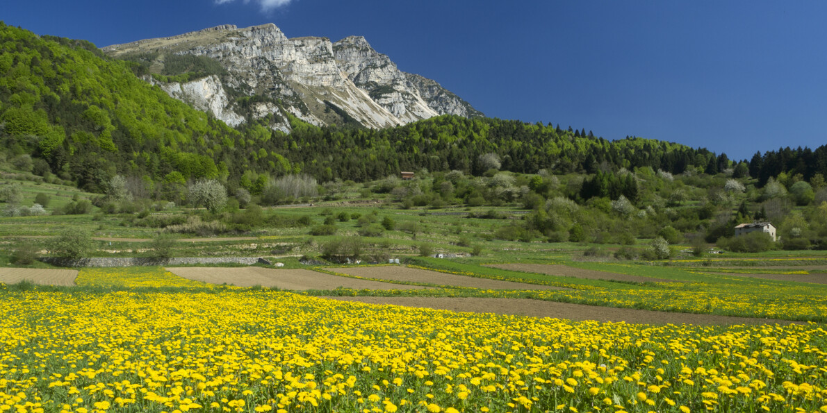 Wildblumen auf den Wiesen des Trentino