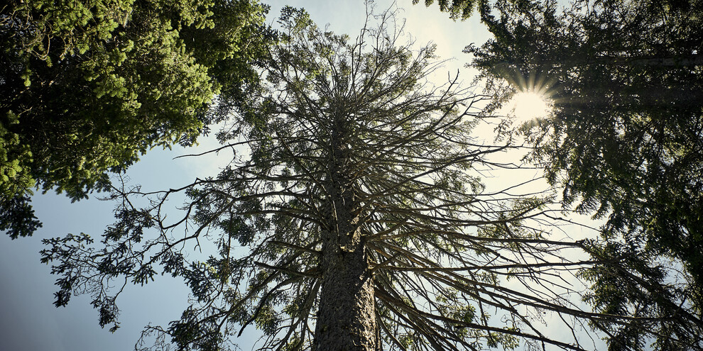 Val di Non - Lago di Tovel - Foresta

