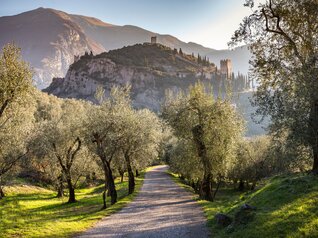 Garda Trentino - Arco - Uliveto
