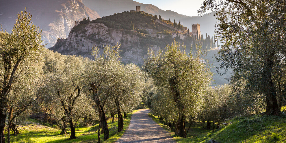 Garda Trentino - Arco - Uliveto
