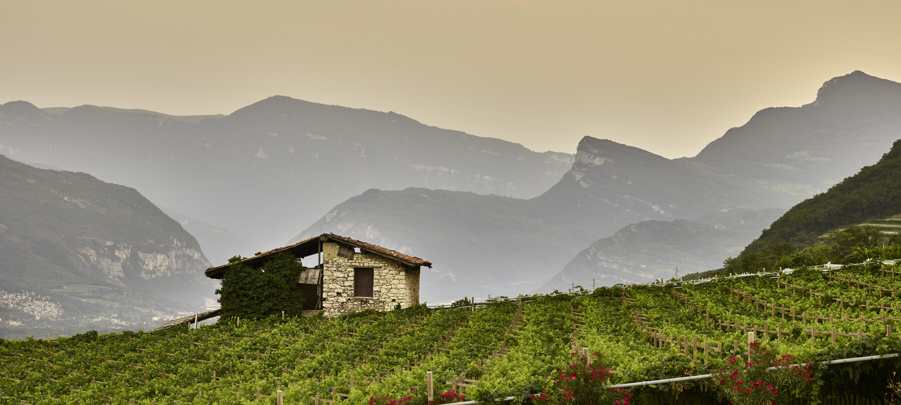 A Taste Journey in Vallagarina