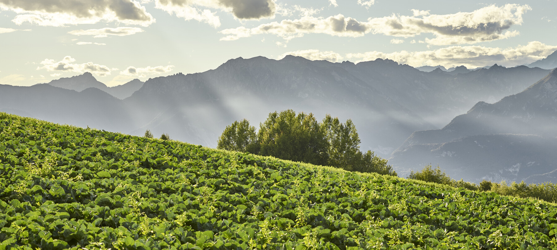 Rovereto Sostenibile 
