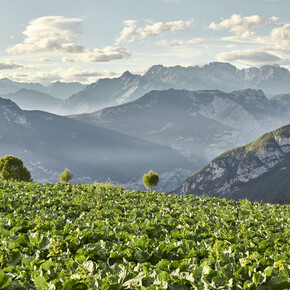 Rovereto