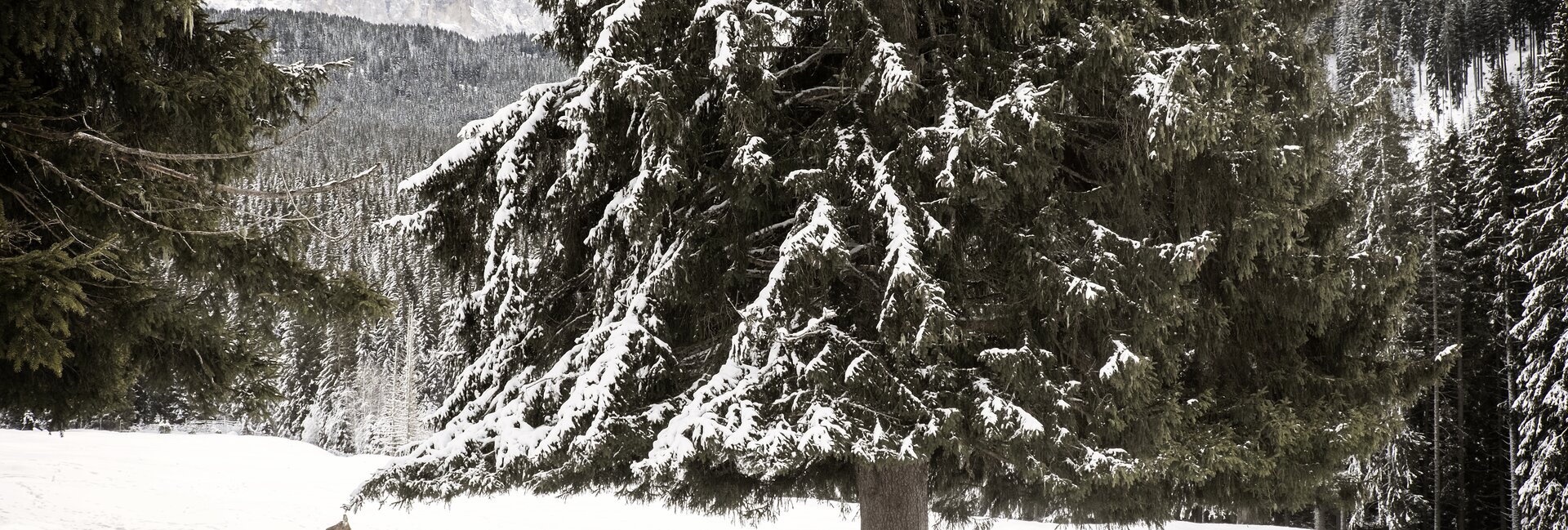 Val di Fiemme - Paneveggio - Parco Naturale Paneveggio Pale di San Martino
