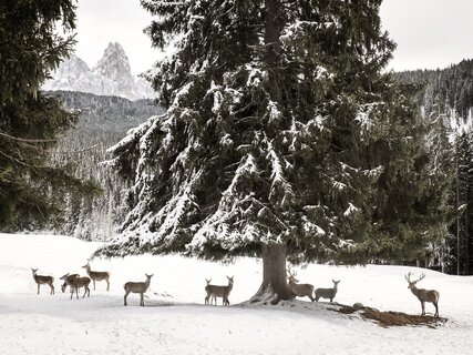 Val di Fiemme - Paneveggio - Parco Naturale Paneveggio Pale di San Martino
