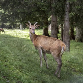 Wildtiere