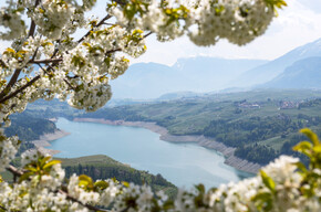 Val di Non - Lago di Santa Giustina - Meleti in fiore