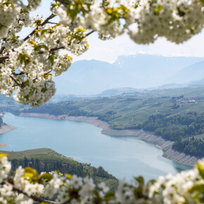 Val di Non - Lago di Santa Giustina - Meleti in fiore