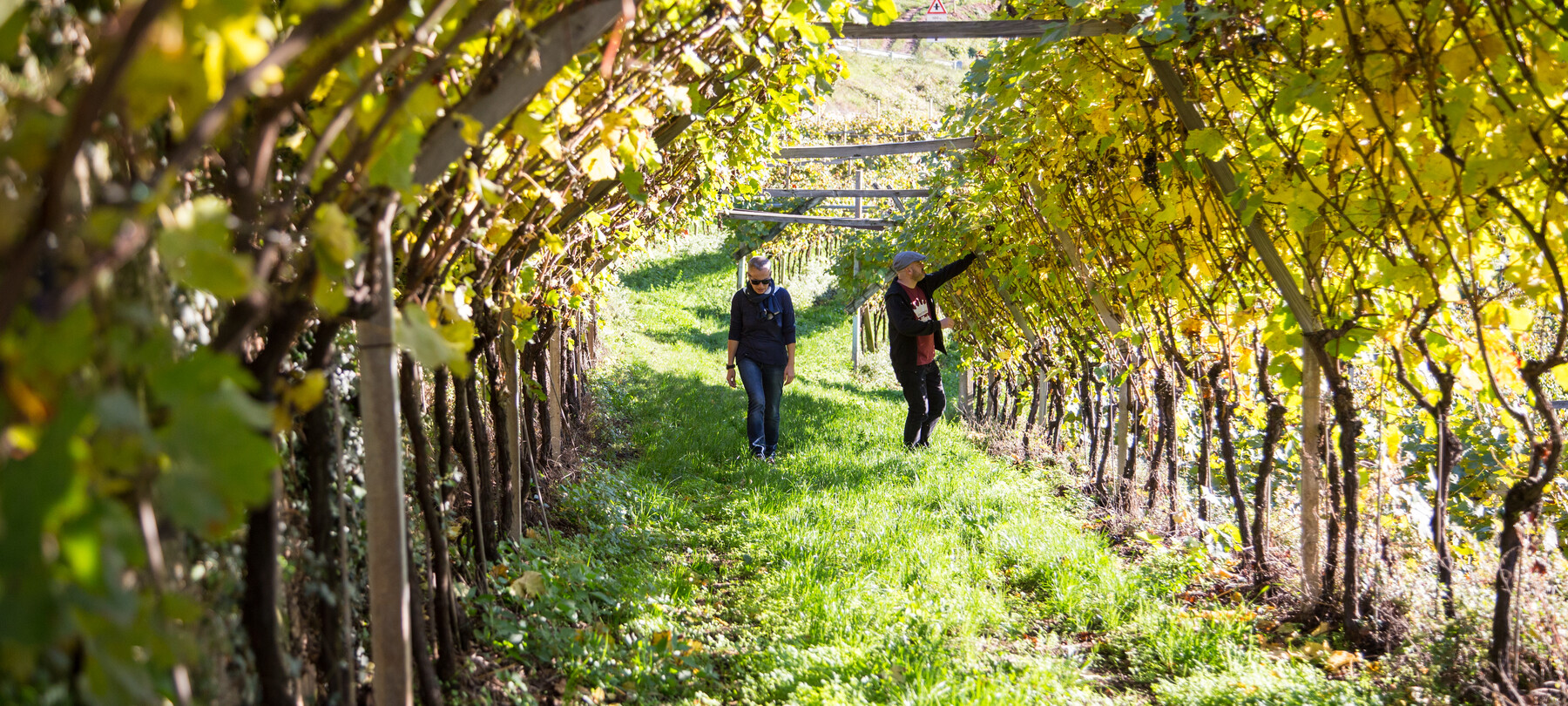 Growing resistant grapevine varieties in Trentino