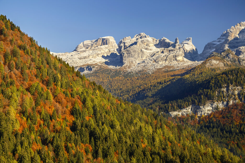 Der Bär im Trentino