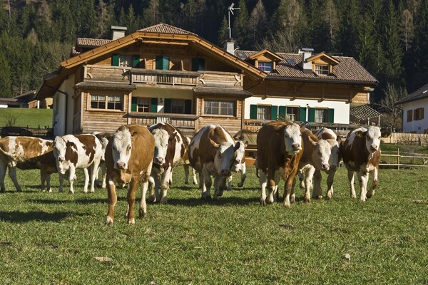 esterno con mucche nel prato agritur col verde