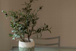 Conciulium_Conciulium_DSC_2366